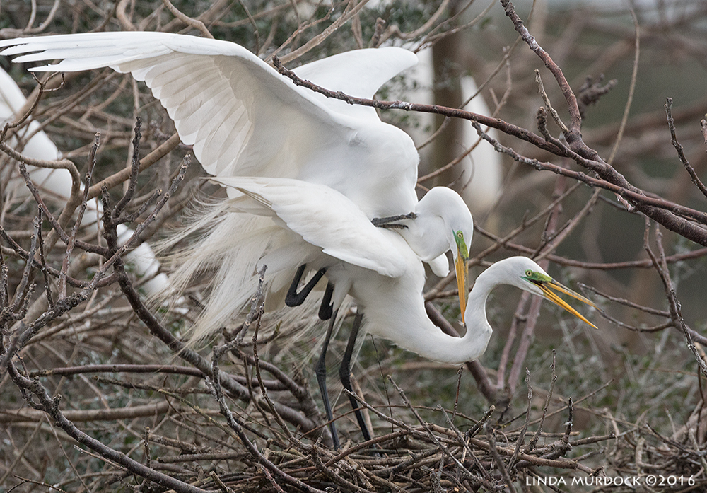 Another coupling at Smith Oaks Rookery Sony A77II with Sony f/4 500 G ~ f/6.3 1/2000 sec ISO 1000; tripod