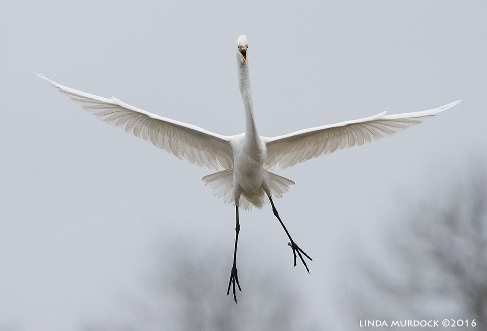 Is that not that the most joyous bird you have ever seen? I am using this for my screensaver. Sony A77II with Sony f/4 500 G ~ f/6.3 1/2000 sec ISO 1000; tripod