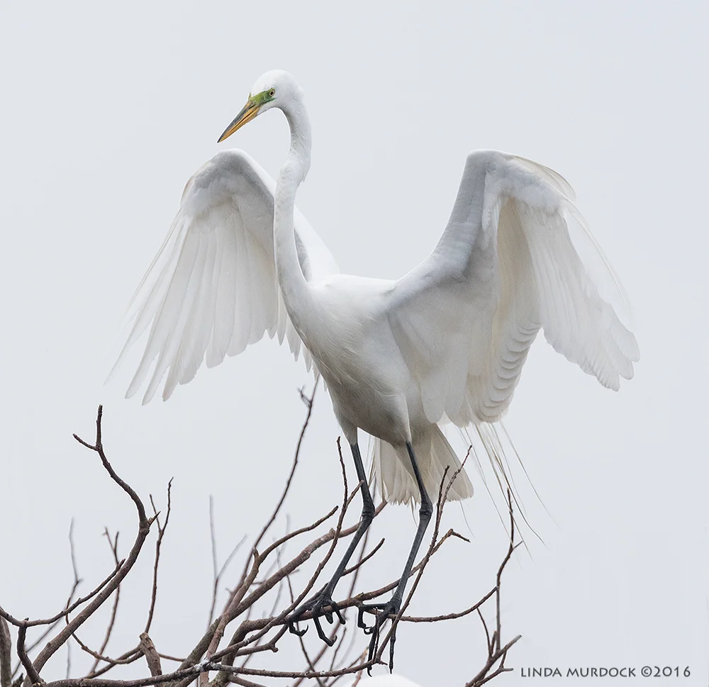 Just before lift off Sony A77II with Sony f/4 500 G ~ f/6.3 1/2000 sec ISO 1000