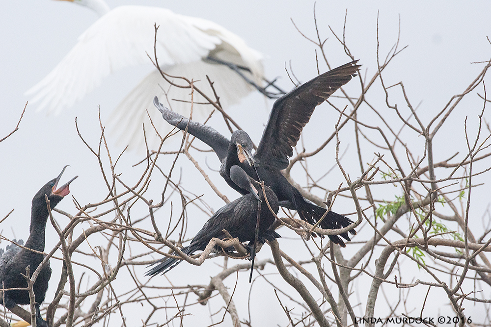 Cormorants squawk almost continually. I have no idea what they are saying Sony A77II with Sony f/4 500 G ~ f/6.3 1/1600 sec ISO 1250