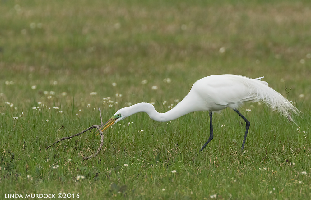 Male Great Egret at Resoft Park choosing a stick Sony A77II with Sony f/4 500 G ~ f/6.31/2000 sec ISO 800; tripod