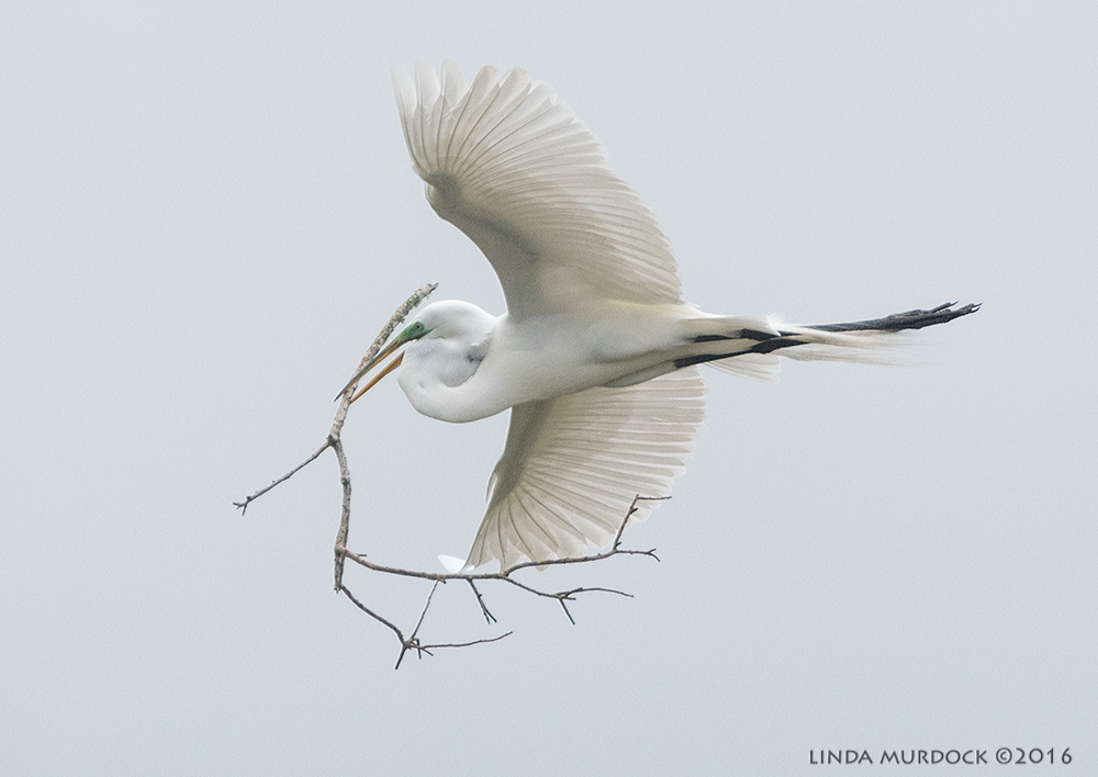 Resoft Park Great Egret with y-branched stick Sony A77II with Sony f/4 500 G ~ f/6.3 1/2000 sec ISO 1250; tripod