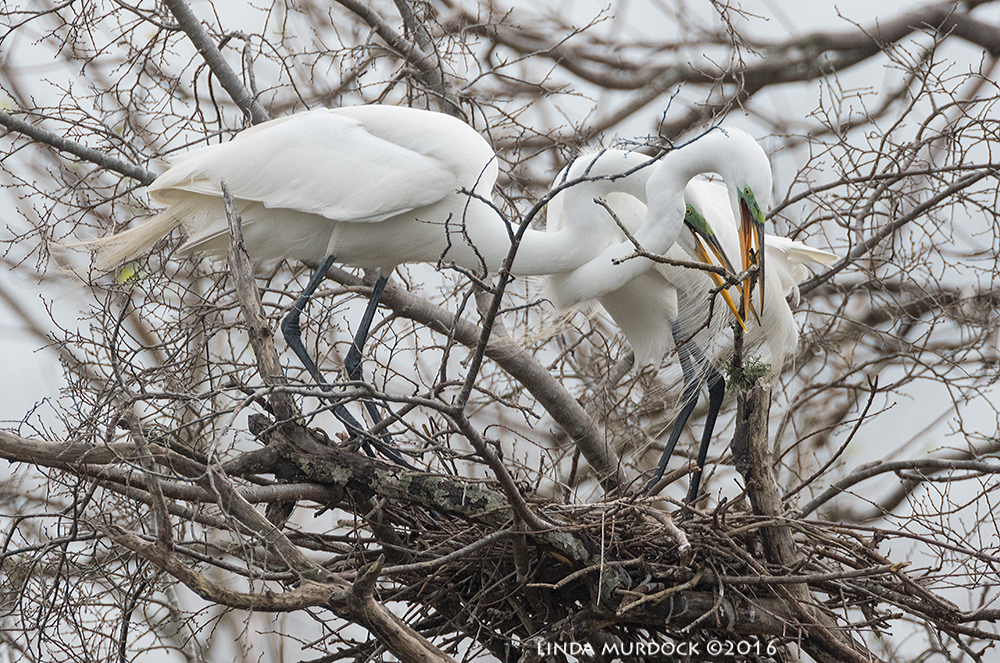Intertwined Great Egrets building a nest at Resoft Park Sony A77II with Sony f/4 500 G ~ f/6.31/2000 sec ISO 1000; tripod