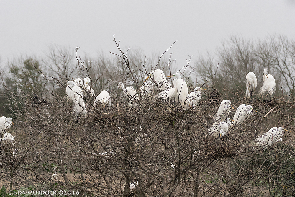 The nesting trees at Smith Oaks Rookery. They will soon leaf out and obscure the views of the nests. Sony A77II with Sony 70-400 G2 ~ f/6.3 1/2000 sec ISO 1000