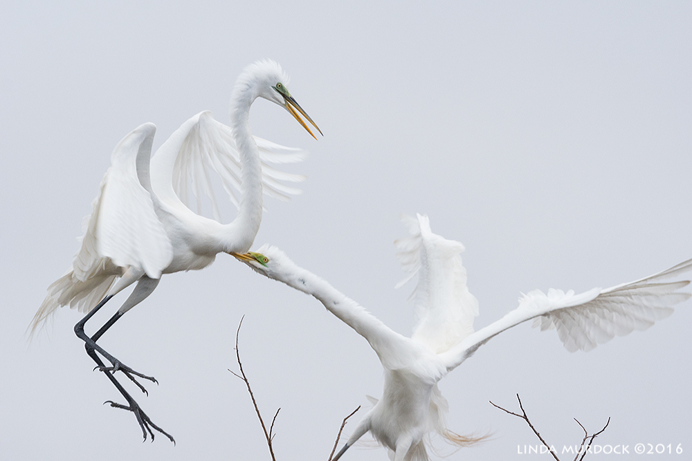 Serious squabble Sony A77II with Sony f/4 500 G ~ f/7.1 1/1600 sec ISO 1250; tripod