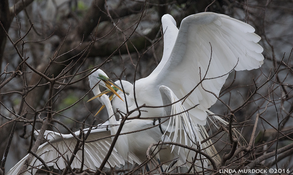 Male attempting to subdue unwilling female Sony A77II with Sony f/4 500 G ~ f/6.31/2000 sec ISO 1000; tripod