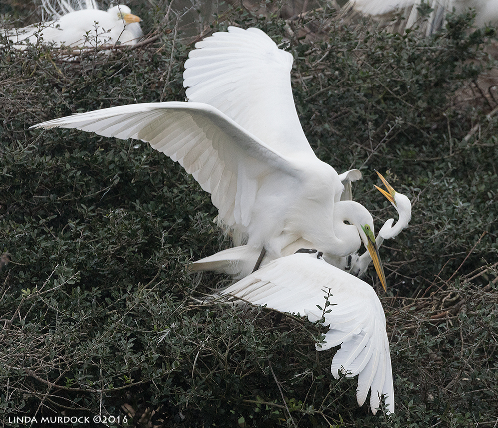 Attempted mating with Great Egret sitting on nest Sony A77II with Sony f/4 500 G ~ f/6.3 1/2000 sec ISO 1000; tripod