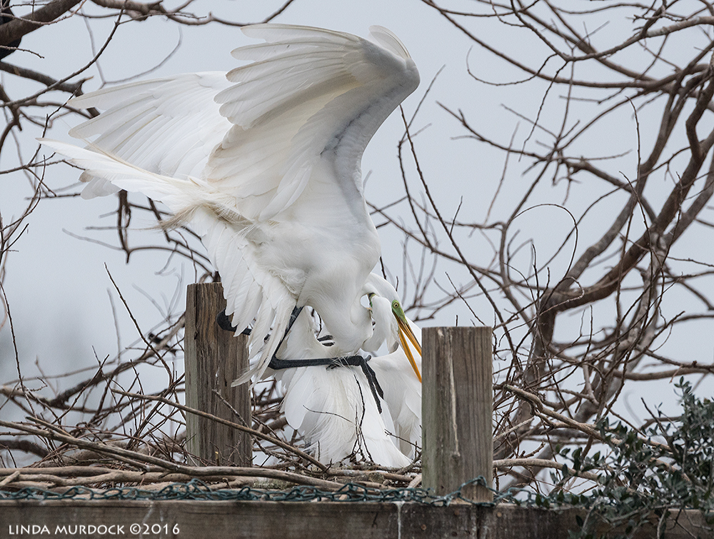 Another unsuccessful interloper Sony A77II with Sony f/4 500 G ~ f/6.31/2000 sec ISO 1000; tripod