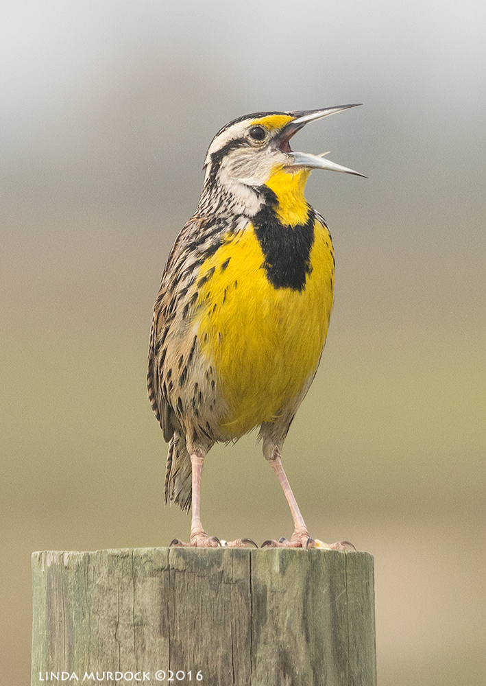 OMG The Eastern Meadowlark is still there! Sony A77II with Sony 70-400 G2 ~ f/6.3 1/1600 sec ISO 800; hand-held