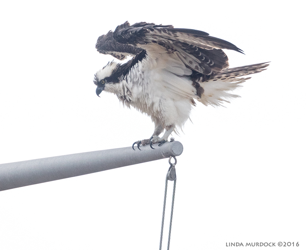 Osprey just about to leave the scene Sony A77II with Sony f/4 500 G ~ f/6.31/100 sec ISO 1250; braced in truck window