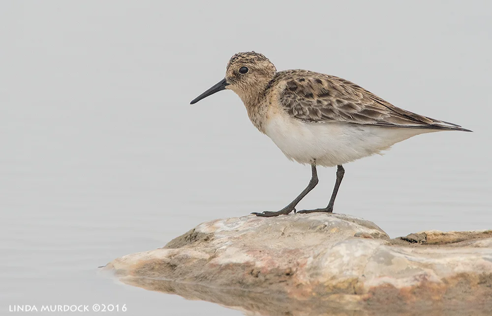 Baird's Sandpiper Sony A77II with Sony f/4 500 G ~ f/6.3 1/1600 sec ISO 800; braced in window