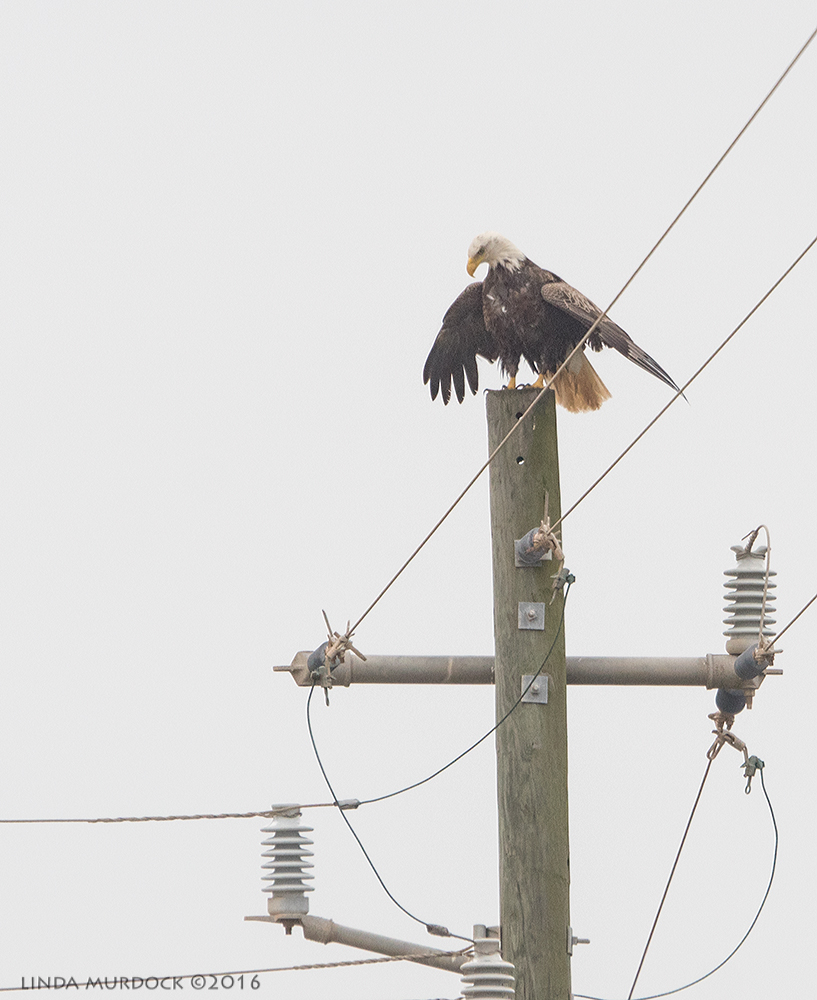 Surprise Bald Eagle near Byron Beach ponds Sony A77II with Sony 70-400 G2 ~ f/6.3 1/2000 sec ISO 800; hand-held