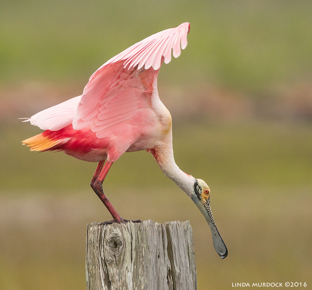 Spoonbill on a perch Sony A77II with Sony f/4 500 G ~ f/6.31/1600 sec ISO 1250; braced in window