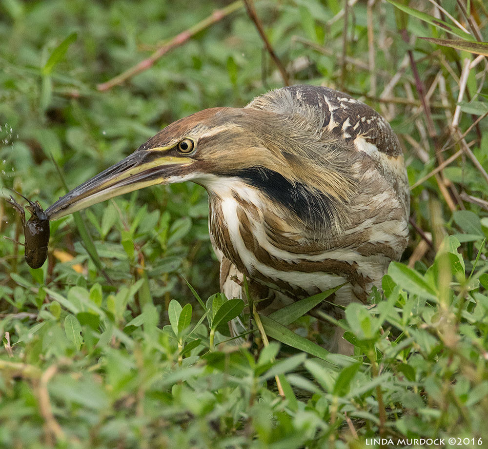 American Bittern Sony A77II with Sony f/4 500 G ~ f/6.3 1/1000 sec ISO 2000; tripod