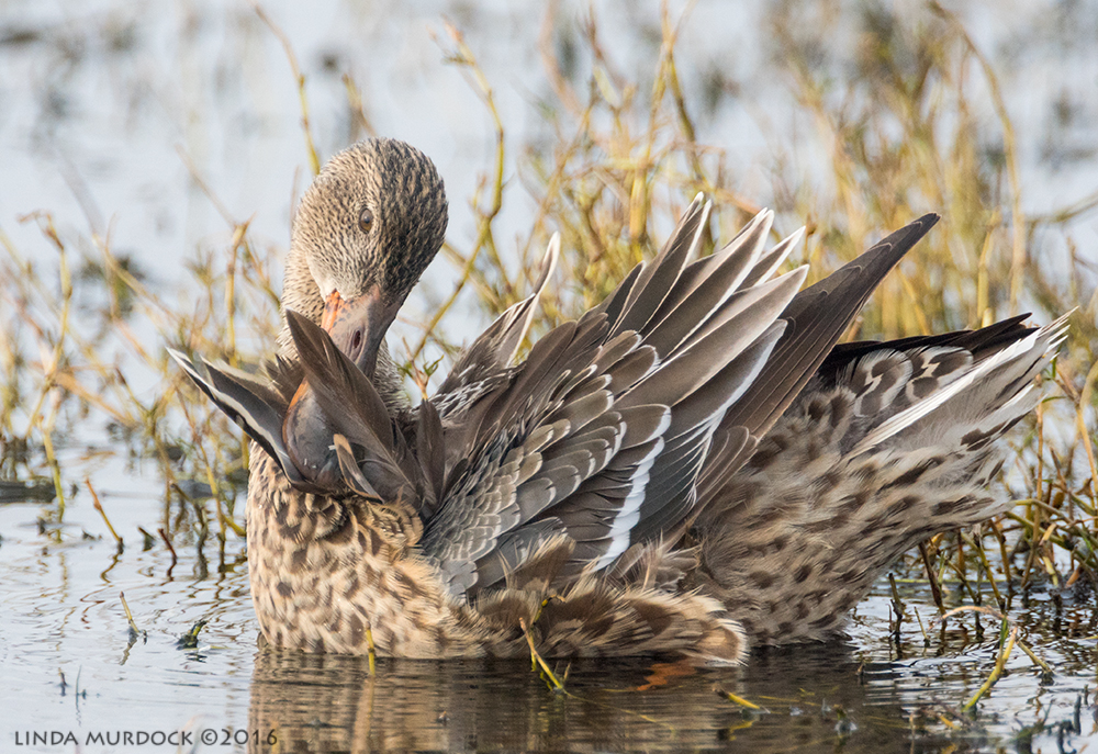 Northern Shoveler hen Sony A77II with Sony f/4 500 G ~ f/5.6 1/1600 sec ISO 1000; propped on hood of truck