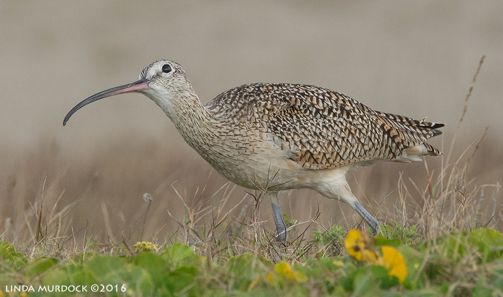 Long-billed Curlew checking the sky at Texas City Dike Sony A77II with Sony f/4 500 G ~ f/8.01/1600 sec ISO 1000; tripod
