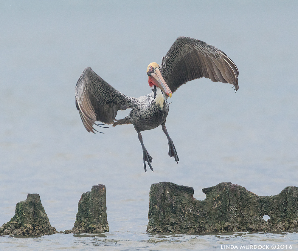 Brown Pelican at the breakers Sony A77II with Sony f/4 500 G ~ f/7.11/1600 sec ISO 640; tripod
