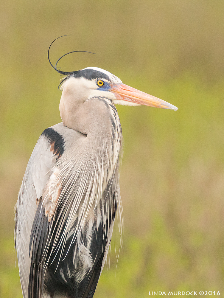 Broken Wing portrait Sony A77II with Sony f/4 500 G ~ f/7.11/1600 sec ISO 1250; from vehicle window
