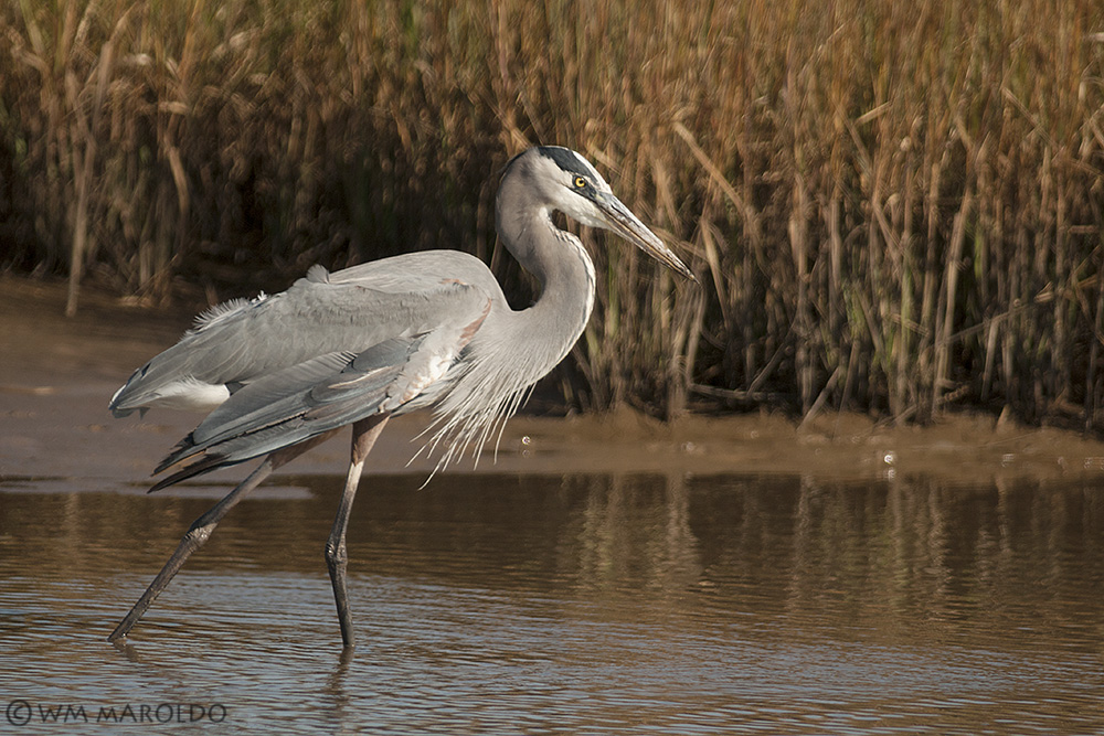 BW as a young bird ~ Photo by William Maroldo
