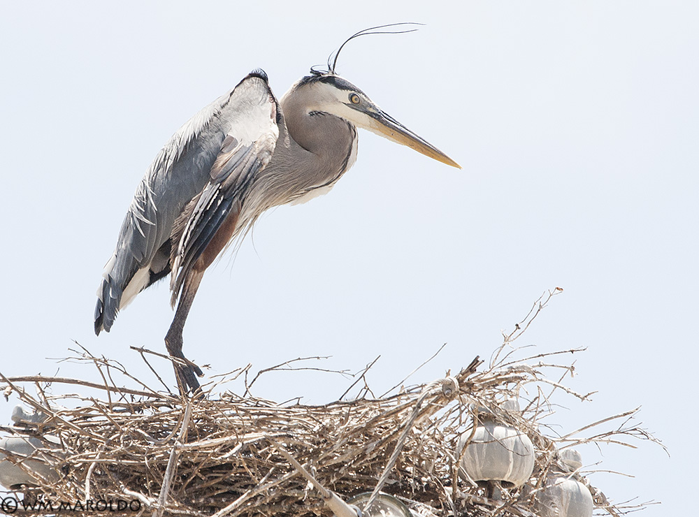 BW on his nest near the Intracostal Canal in 2009 ~ Photo by William Maroldo