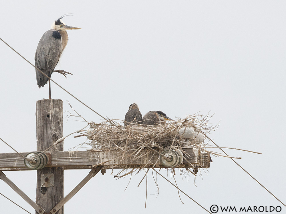 BW's little family~ Photo by William Maroldo