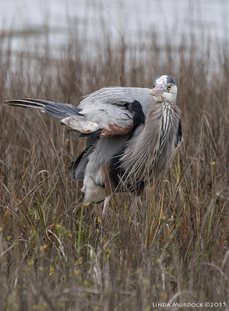 BW showing right wing Sony A77II with Sony 70-400 G2 ~ f/5.61/1000 sec ISO 1600; from vehicle window