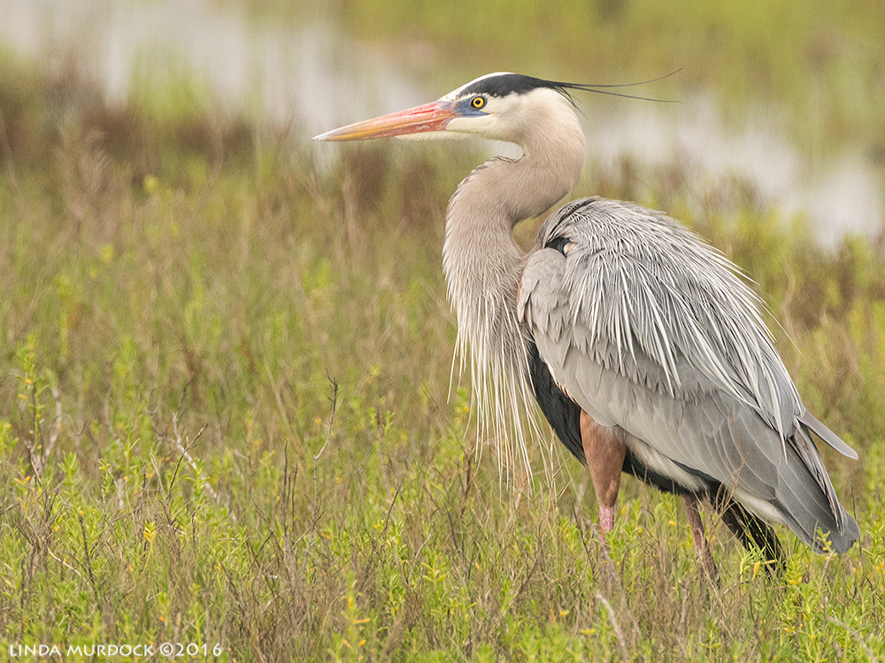 BW showing off his best side Sony A77II with Sony f/4 500 G ~ f/7.11/1600 sec ISO 1250; from vehicle window