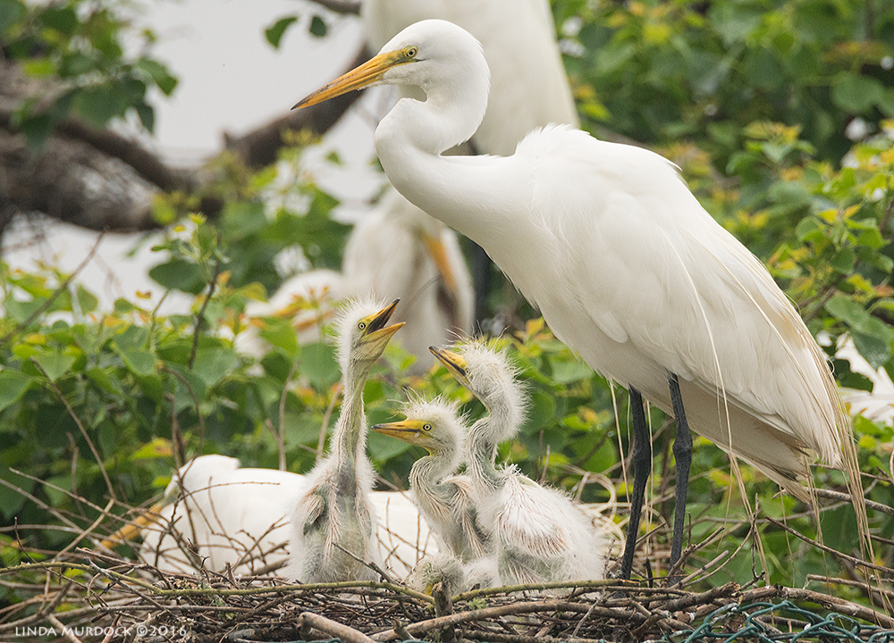 Squeee.... baby chicks! Sony A77II with Sony f/4 500 G ~ f/9.0 1/800 sec ISO 1250; tripod