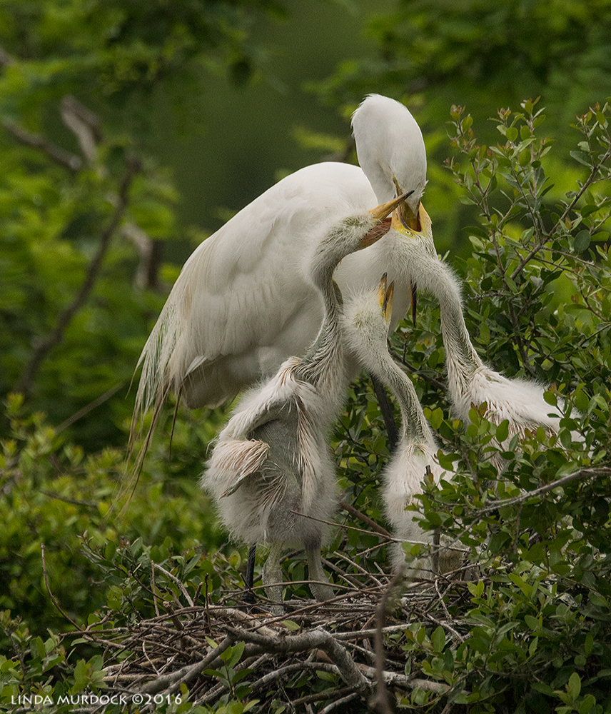 Chicks eager to be fed Sony A77II with Sony f/4 500 G ~ f/8.01/1600 sec ISO 1000; tripod