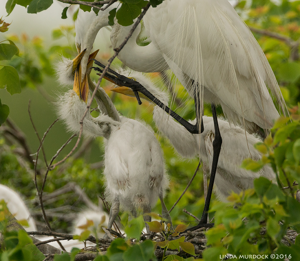 Over eager chicks and besieged parent Sony A77II with Sony f/4 500 G ~ f/7.11/1250 sec ISO 800; tripod