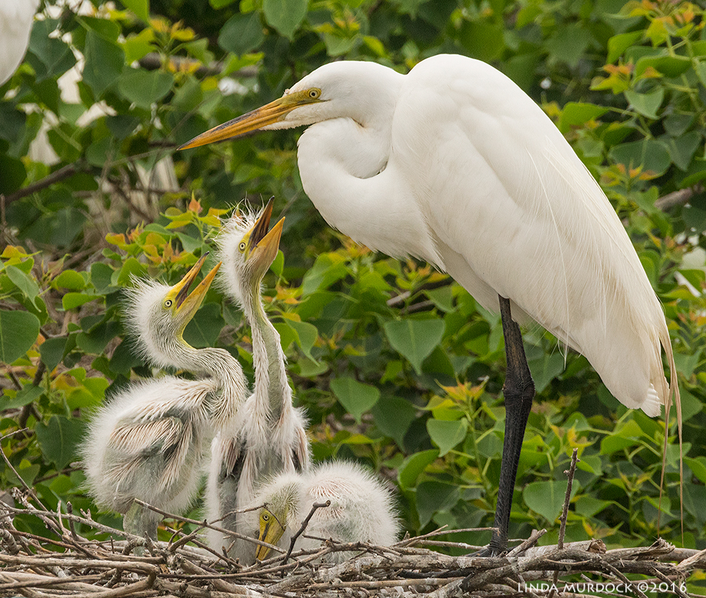 Two big guys and weaker sibling Sony A77II with Sony f/4 500 G ~ f/9.01/800 sec ISO 1250; tripod