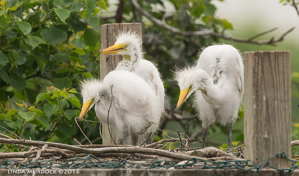 Not babies any longer Sony A77II with Sony f/4 500 G ~ f/7.11/1000 sec ISO 800; tripod