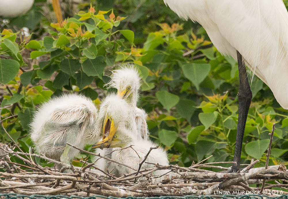 Smallest chicks have a hard time Sony A77II with Sony f/4 500 G ~ f/9.01/800 sec ISO 1250; tripod