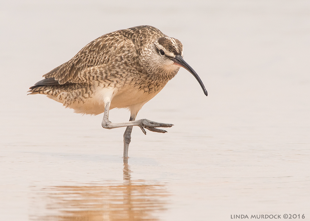 Whimbrel strikes an pose Sony A77II with Sony f/4 500 G ~ f/8.0 1/2000 sec ISO 1000; braced on truck
