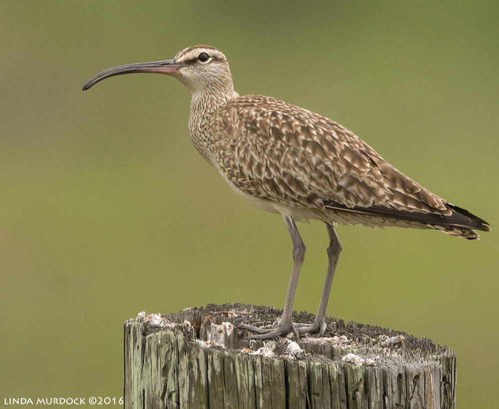 Whimbrel glancing up Sony A77II with Sony f/4 500 G ~ f/6.31/2000 sec ISO 1000; braced on truck