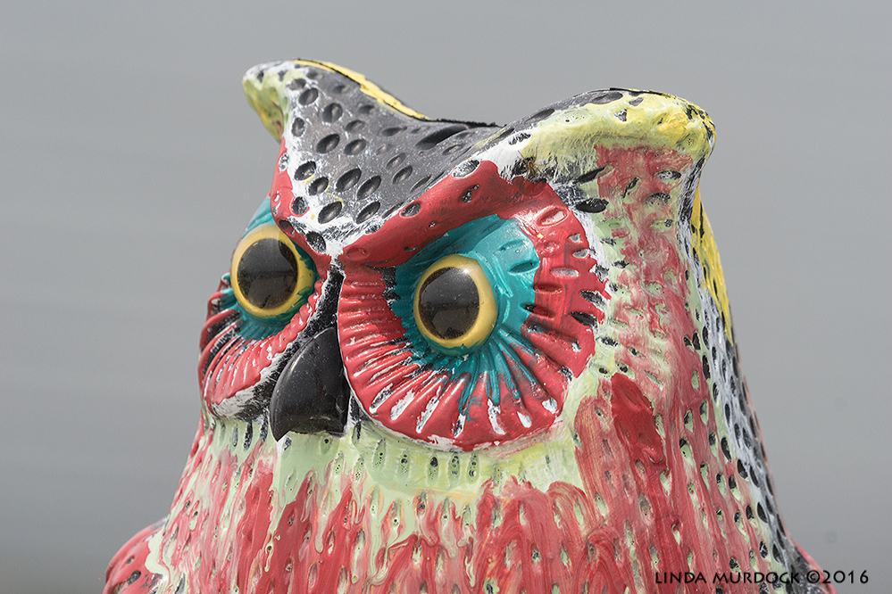Fiesta party owl Sony A77II with Sony 70-400 G2 ~ f/8.01/800 sec ISO 400; hand-held