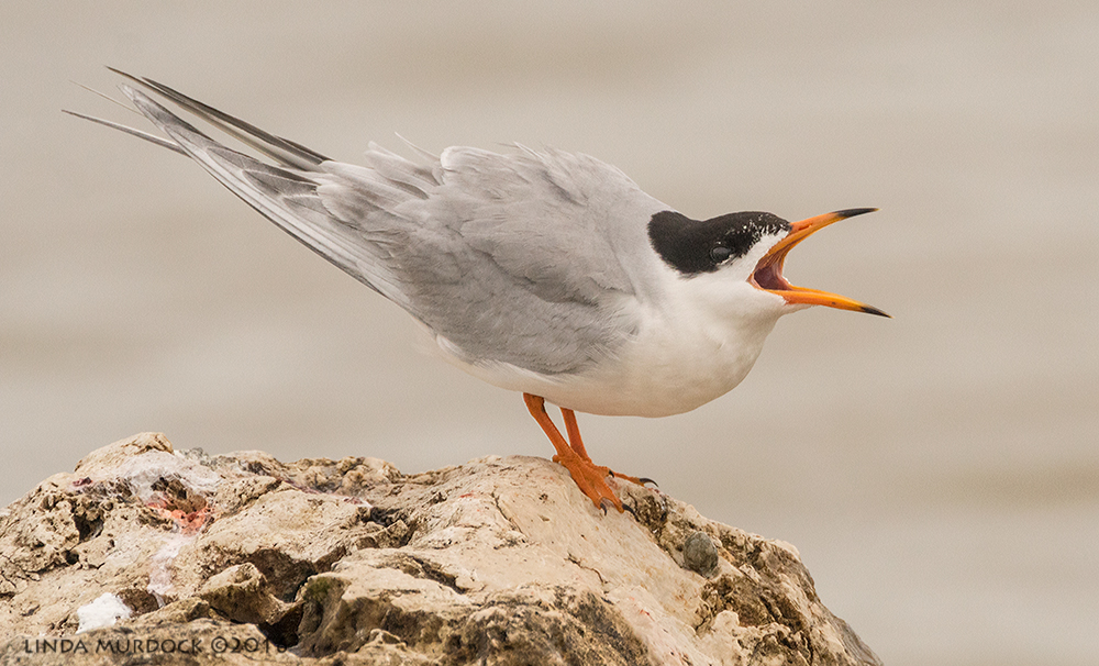 Forster's Tern calling and calling Sony A77II with Sony f/4 500 G ~ f/8.0 1/2000 sec ISO 1000