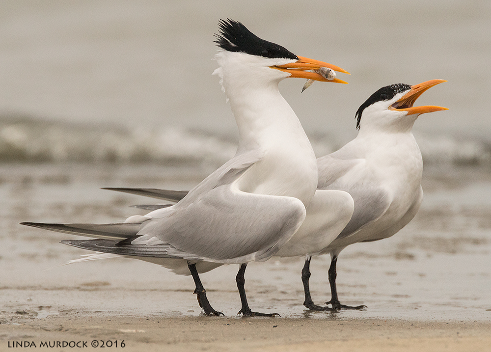Royal Tern male with fish offering. Sony A77II with Sony f/4 500 G ~ f/8.0 1/2000 sec ISO 1250