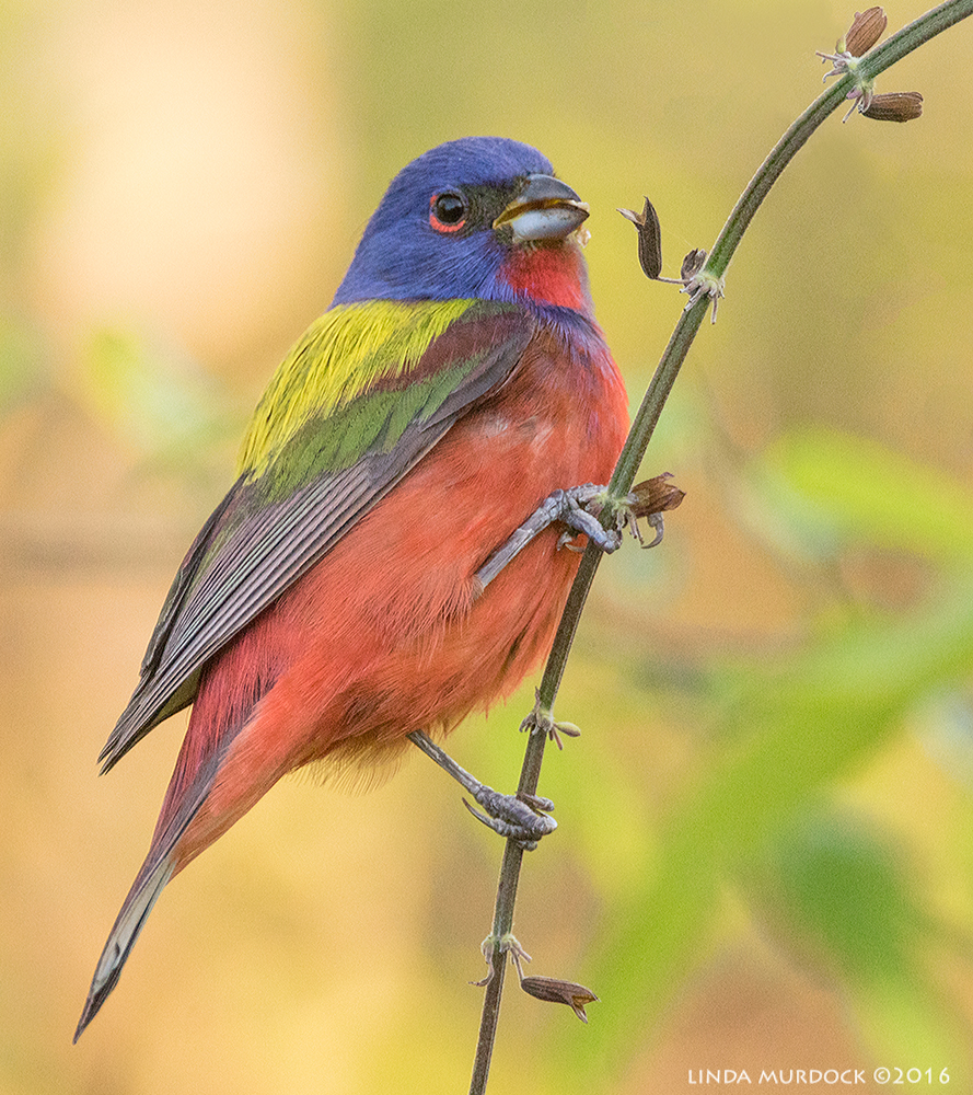 Painted Bunting at Quintana Neotropical Bird Sanctuary Sony A77II with Sony f/4 500 G ~ f/7.1 1/400 sec ISO 2000; tripod