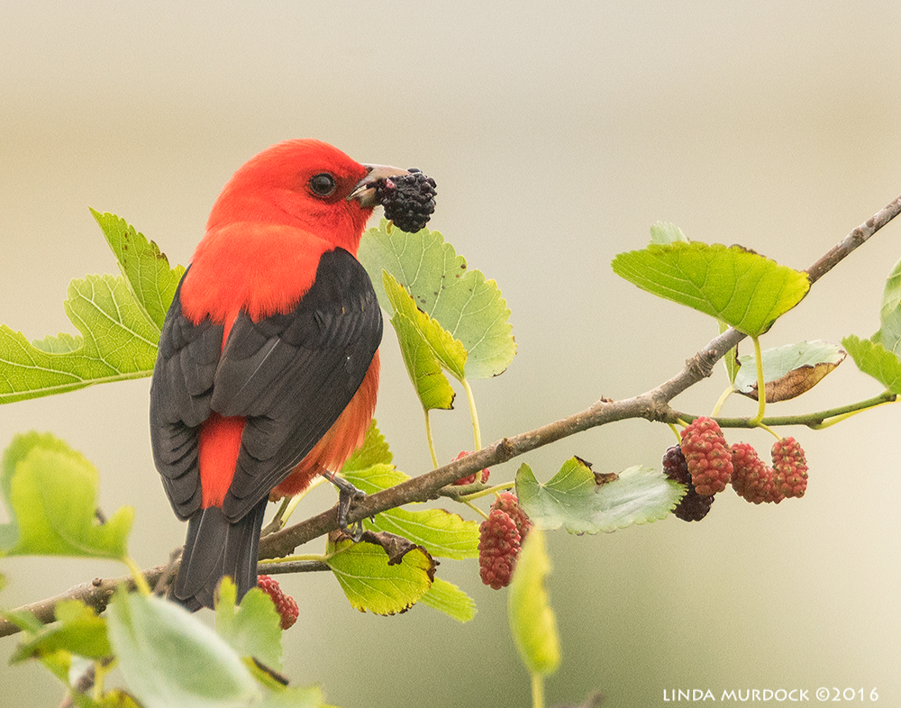 Scarlet Tanager with a big berry Sony A77II with Sony f/4 500 G ~ f/6.3 1/800 sec ISO 1250; tripod