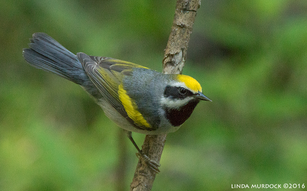 Golden Winged Warbler Sony A77II with Sony f/4 500 G ~ f/6.3 1/200 sec ISO 2000; tripod