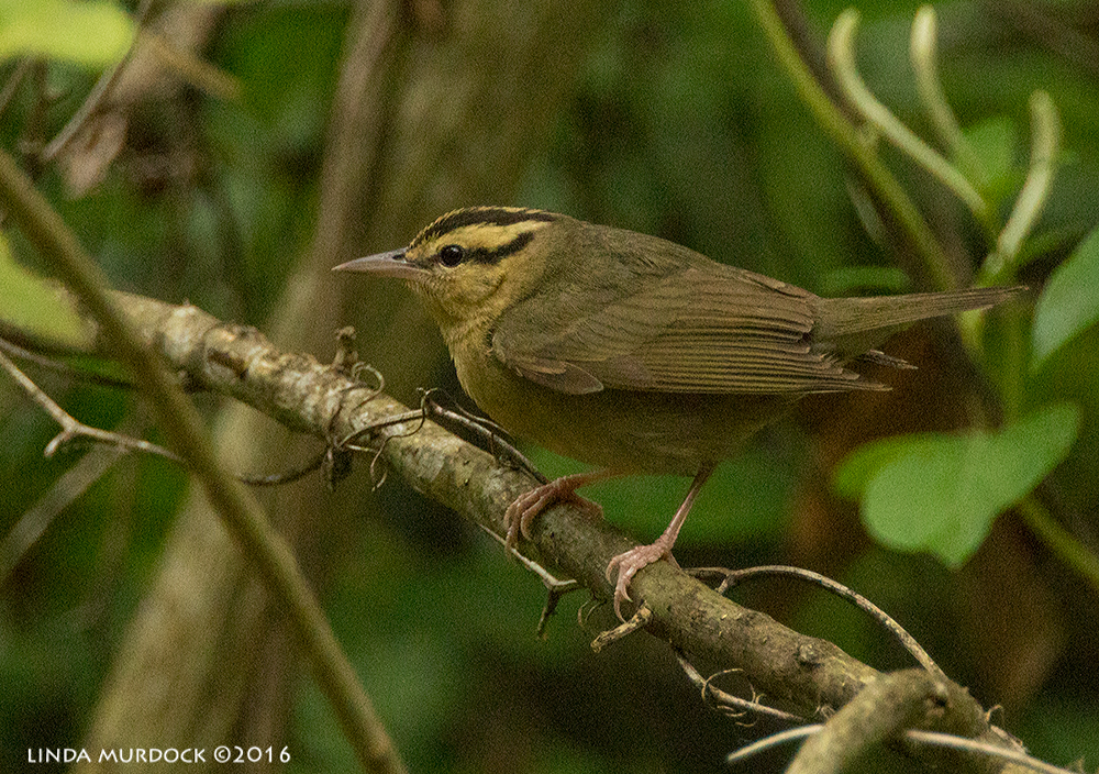 Worm-eating Warbler Sony A77II with Sony f/4 500 G ~ f/5.6 1/500 sec ISO 2000; tripod