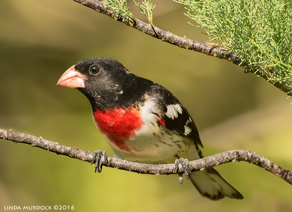 Rose-breasted Grosbeak Sony A77II with Sony f/4 500 G ~ f/6.3 I/1250 sec ISO 1250; tripod