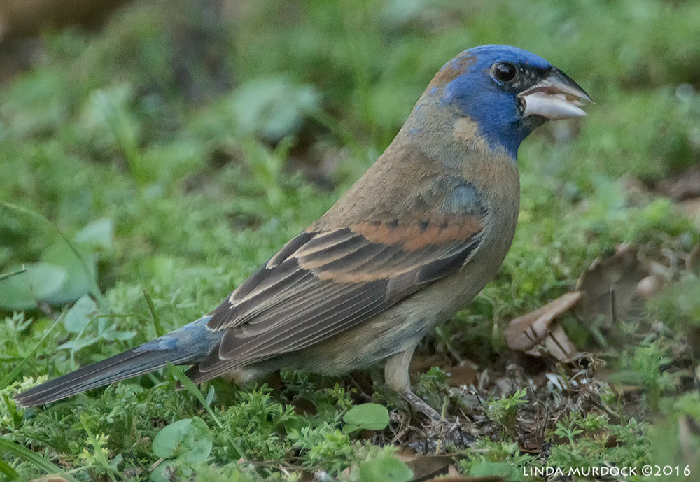 Young male Blue Grosbeak Sony A77II with Sony f/4 500 G ~ f/5.6 1/200 sec ISO 2000; tripod