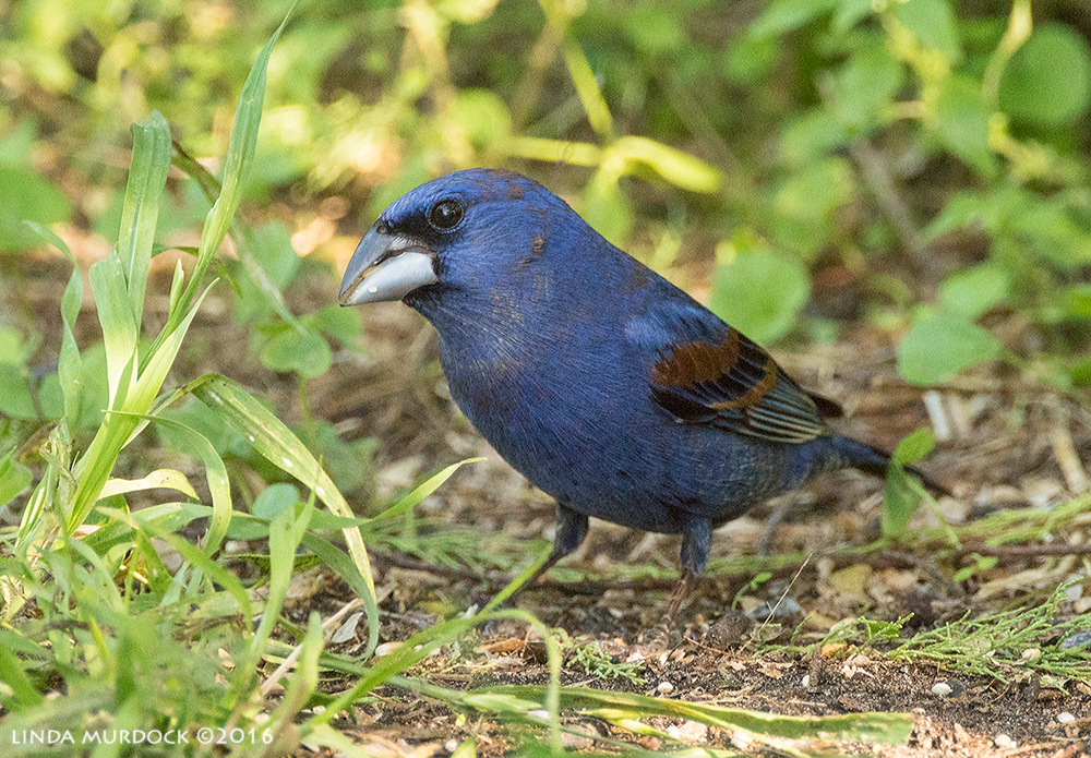 Blue Grosbeak at Quintana Sony A77II with Sony f/4 500 G ~ f/6.3 1/400 sec ISO 2000; tripod