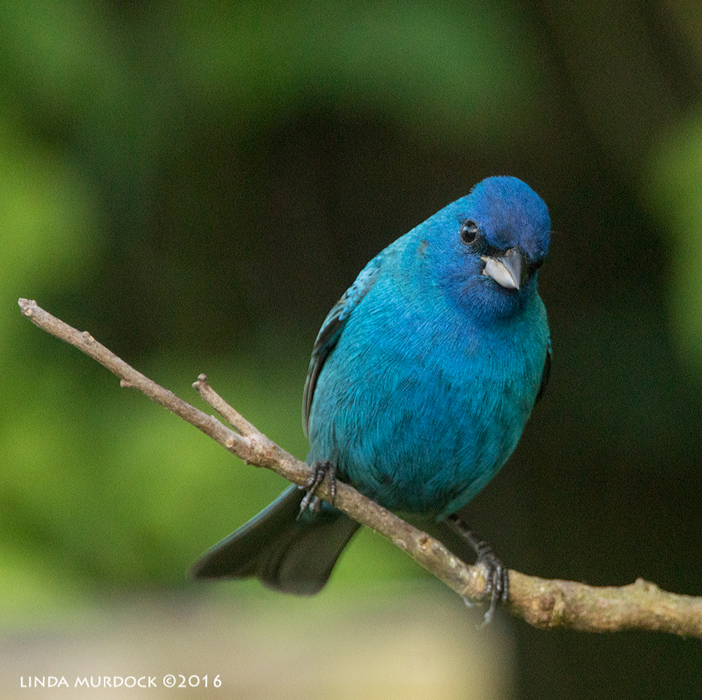 Indigo Bunting at Lafitte's Cove parking area Sony A77II with Sony f/4 500 G ~ f/5.6 1/200 sec ISO 2000; tripod