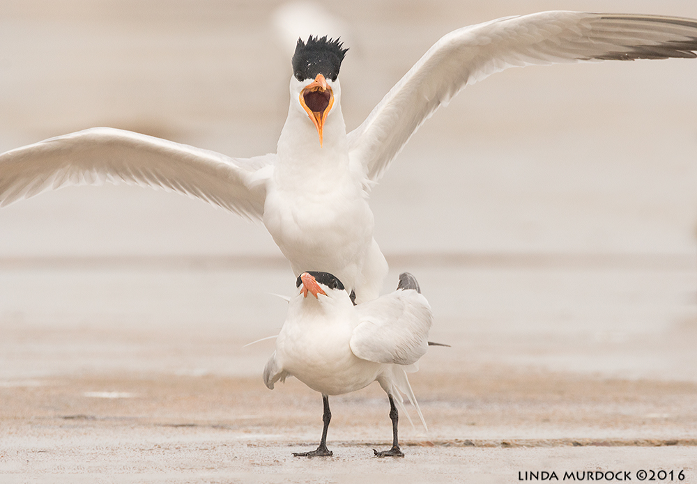 Royal Tern making an important announcement Sony A77II with Sony f/4 500 G ~ f/8.0 1/2000 sec ISO 1000