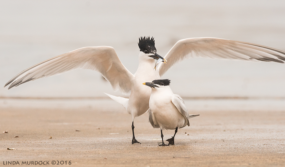 Sandwich Tern with fish for female Sony A77II with Sony f/4 500 G ~ f/8.0 1/2000 sec ISO 1000
