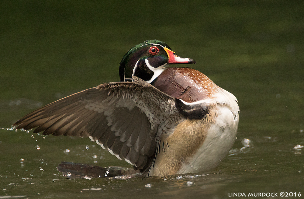 Drake Wood Duck shows off Sony A77II with Sony f/4 500 G f/5.6 1/1600 sec ISO 1250; tripod