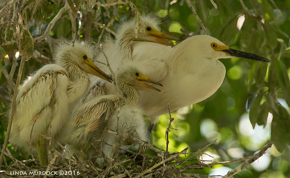 Snowy Egrets and chicks at UTSWMC rookery Sony A77II with Sony f/4 500 G f/5.6 1/1000 sec ISO 2000; tripod